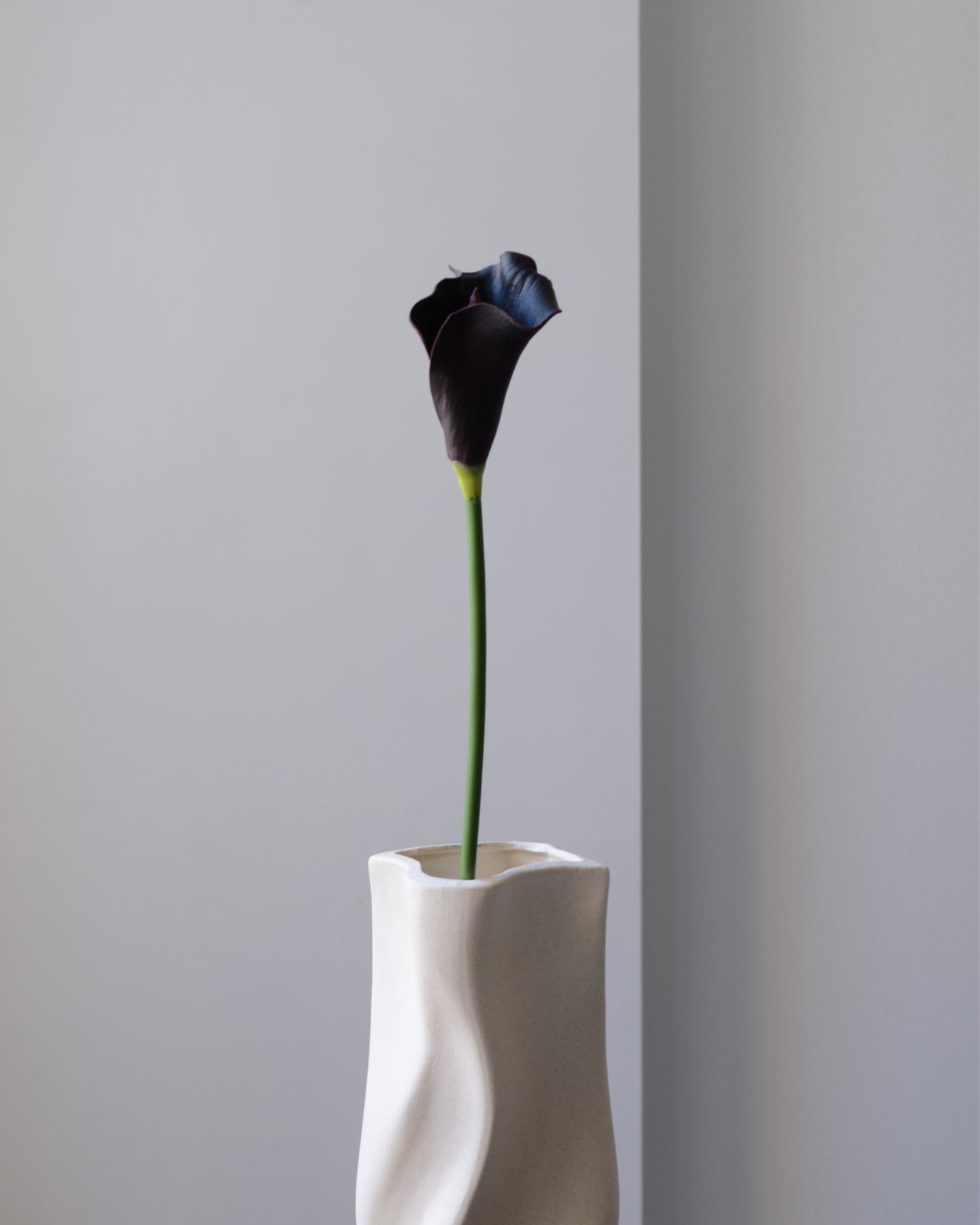 Vores kunstige calla lilje i dyb sort med et subtilt lilla skær er en unik og elegant blomst, der tilfører dramatik og raffinement til indretningen. Den ikoniske, tragtformede blomst har en glat og silkeblød overflade, der er udformet med stor præcision og giver et naturtro, eksklusivt udtryk.

Stilken er fleksibel og realistisk med fine farvenuancer, der understøtter blomstens levende look. Smuk alene i en vase, hvor den skaber et stemningsfuldt og kunstnerisk udtryk – eller som kontrast i en buket, hvor d