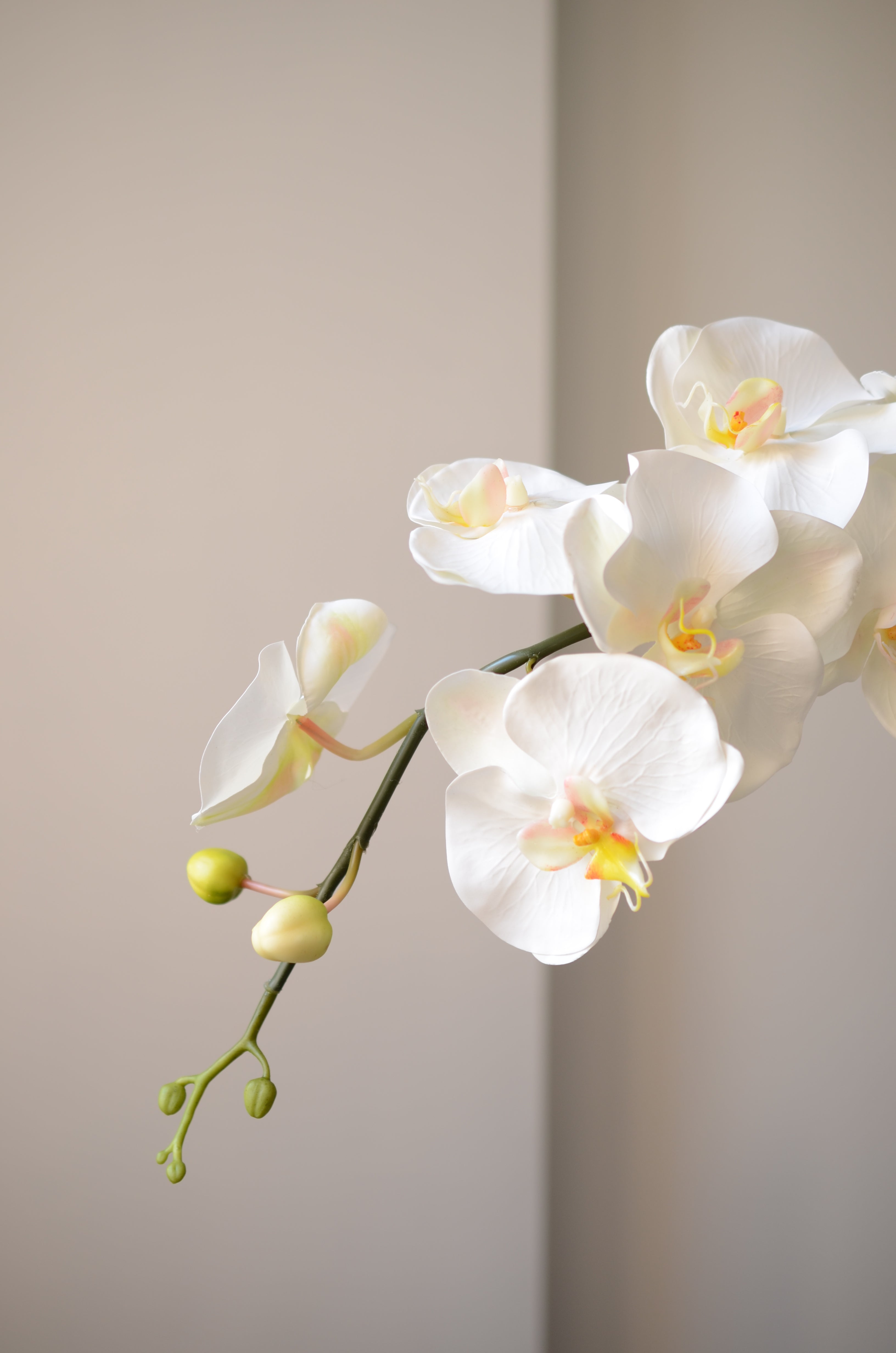 Den hvide orkidé med 8 hoveder stråler af renhed og ynde. Med sine elegante, naturtro blomsterhoveder tilfører den et stilfuldt og roligt udtryk til enhver indretning. De fine, silkebløde kronblade er udformet med stor omhu og føles næsten som en ægte blomst. En tidløs klassiker, der aldrig visner – og altid bringer skønhed med sig.

Står smukt alene eller kombineret med andre kunstige blomster, hvor den vil give et stilfuldt præg til ethvert rum.

Stilken måler 98 cm.