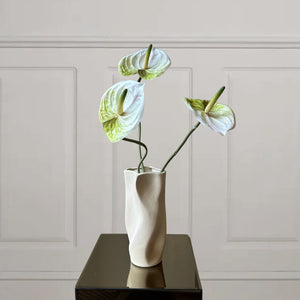 Anthurium - Bloomgaard