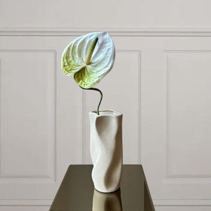 Anthurium - Bloomgaard