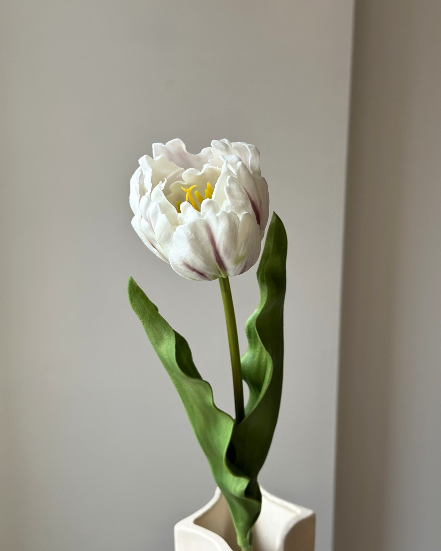 Hvid papegøjetulipan i en sandfarvet vase