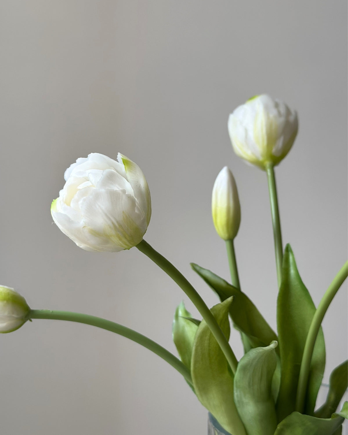 fem hvide tulipaner i en glasvase på en cement piedestal