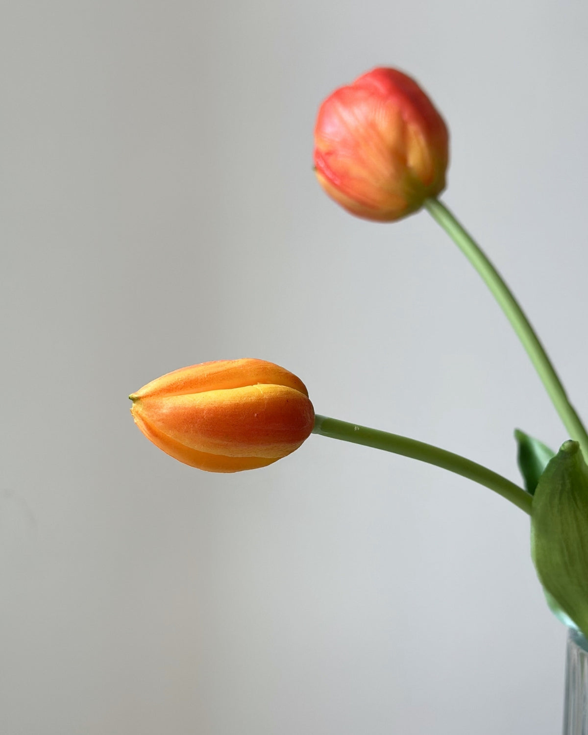 5 orange tulipaner i en glasvase på en cementpiedestal